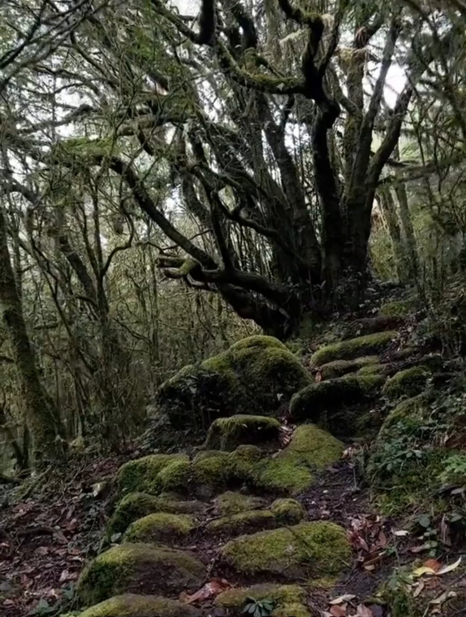 EmersynBeeig's tweet photo. En el camino, un oso persigue a un lobo solitario que corre por el bosque, con gotas de sangre esparcidas entre los árboles. https://t.co/c7eGmyDdMM