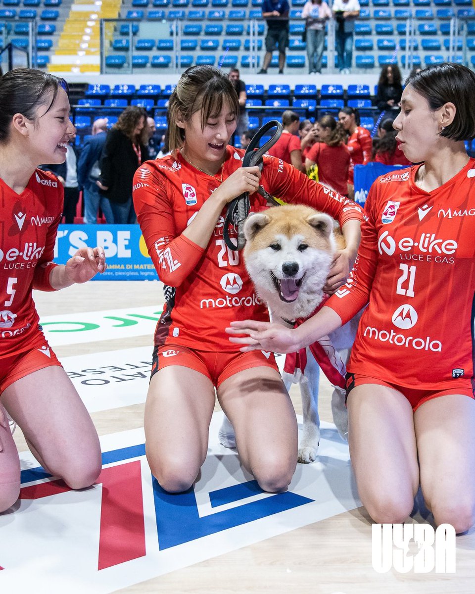 UYBAvolley's tweet photo. 🇯🇵 Japanese connection… con un ospite speciale! 🐕✨

Sena, Miku e Yukko hanno trovato un nuovo amico sul campo: Goku, uno splendido Akita Inu! ❤️🤍

Quattro star giapponesi tutte insieme… chi conquista più like? 😎📸🐾 https://t.co/dOuUhnGZ56