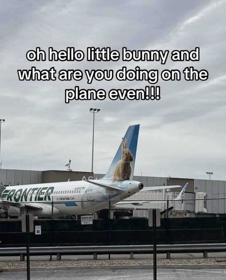 RealR4bbit's tweet photo. We got our own airlines now https://t.co/mV50wkbxCx