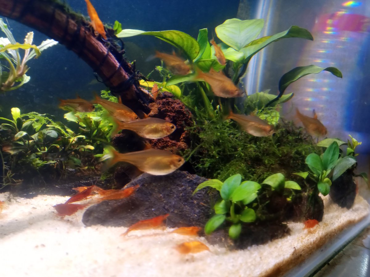 Febriiinz's tweet photo. Hyphessobrycon amandae
(Ember tetra) 🐟🐟 https://t.co/GjlnrtTxgd