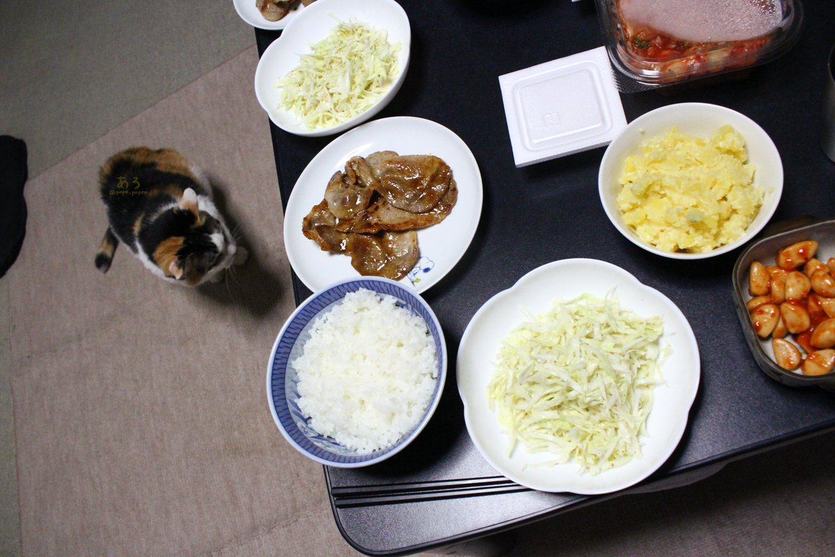 pope_popen's tweet photo. ポテサラいいにゃー🐱
いただきまーす😋

#夕飯 #猫 https://t.co/BtebRiGhZv