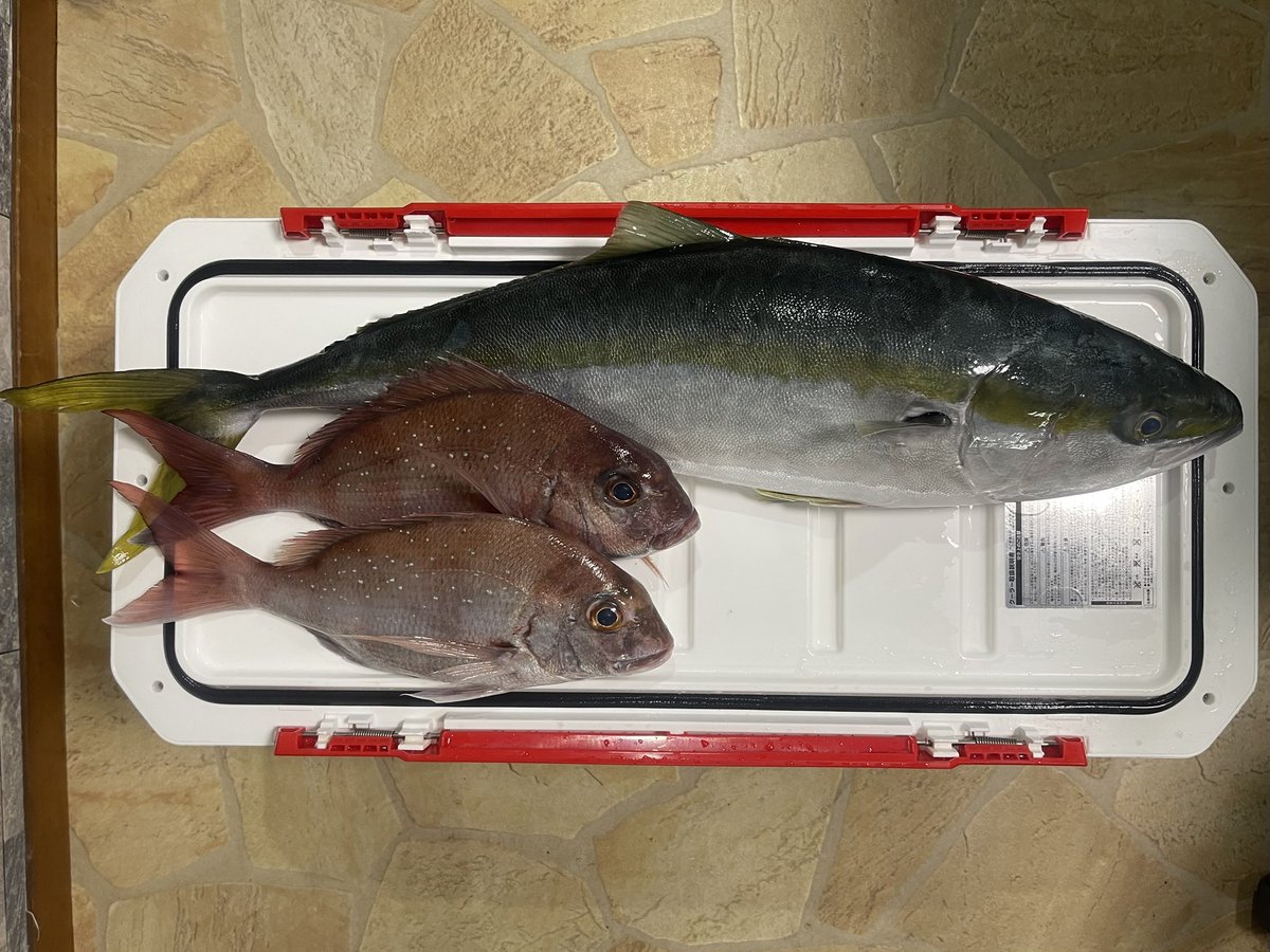pon39_fishing's tweet photo. 10/4(日)PMマダイ船釣果🎣

最近、大鯛で盛り上がってるってから、ジグを探し出して参戦！

まずはテンヤで挑むも、早々にワラサを掛けて、本日二度目の右腕ご臨終😇

マダイ 2
ワラサ
cuteアオハタ(リリース)

午後も海が荒れていたので、ビビりな私は結局ジグを投げられず…ネガカリコワイ😭 https://t.co/rPuArMVqpK