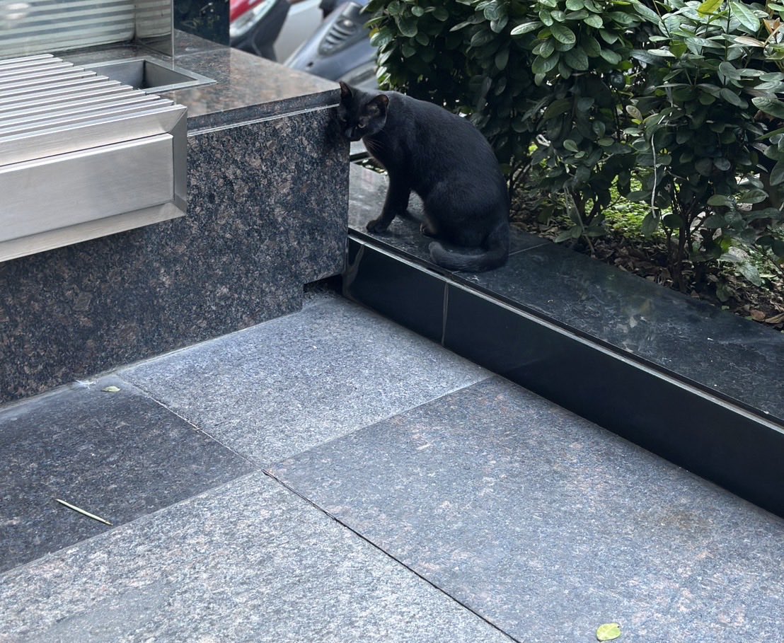 NNfqi2's tweet photo. Very nice 😊 #臺中 
Cat 🐈‍⬛ #台中 Taichung https://t.co/QuMoOkTZKa