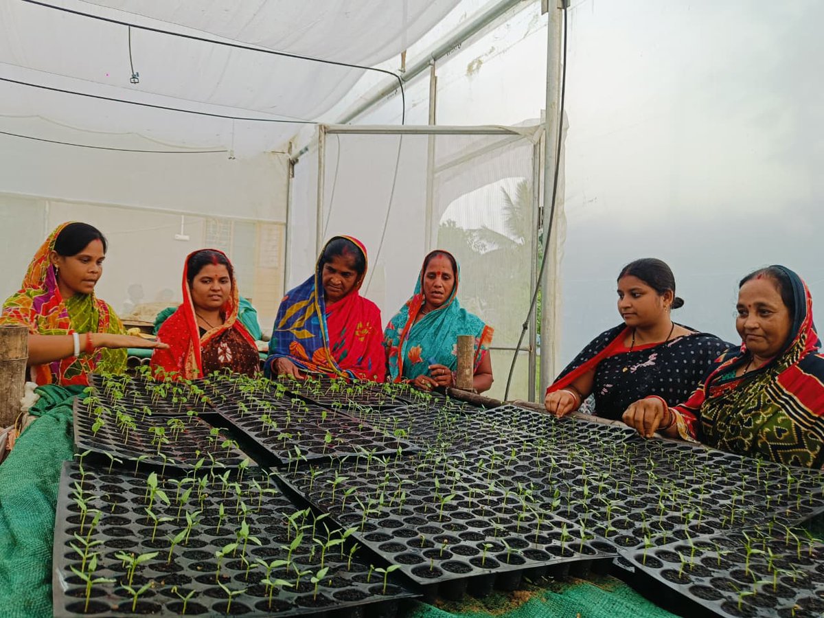 apc_program's tweet photo. Farmers of Jay Jagannath Producer Group, Kaptipada (Mayurbhanj), are growing quality saplings in their polyhouse nursery. Supported by the Directorate of Horticulture under the APC Programme and facilitated by Shakti Sikha Development Society, the group is nurturing 15 day old papaya and capsicum saplings and preparing knol khol seedlings, ensuring farmers get quality planting material on time.
@CMO_Odisha @SecyChief @IPR_Odisha @krushibibhag @Horticultureod1 @OLM_Antyoday @mission_shakti @DM_Mayurbhanj @saktisikha @PRADAN_India