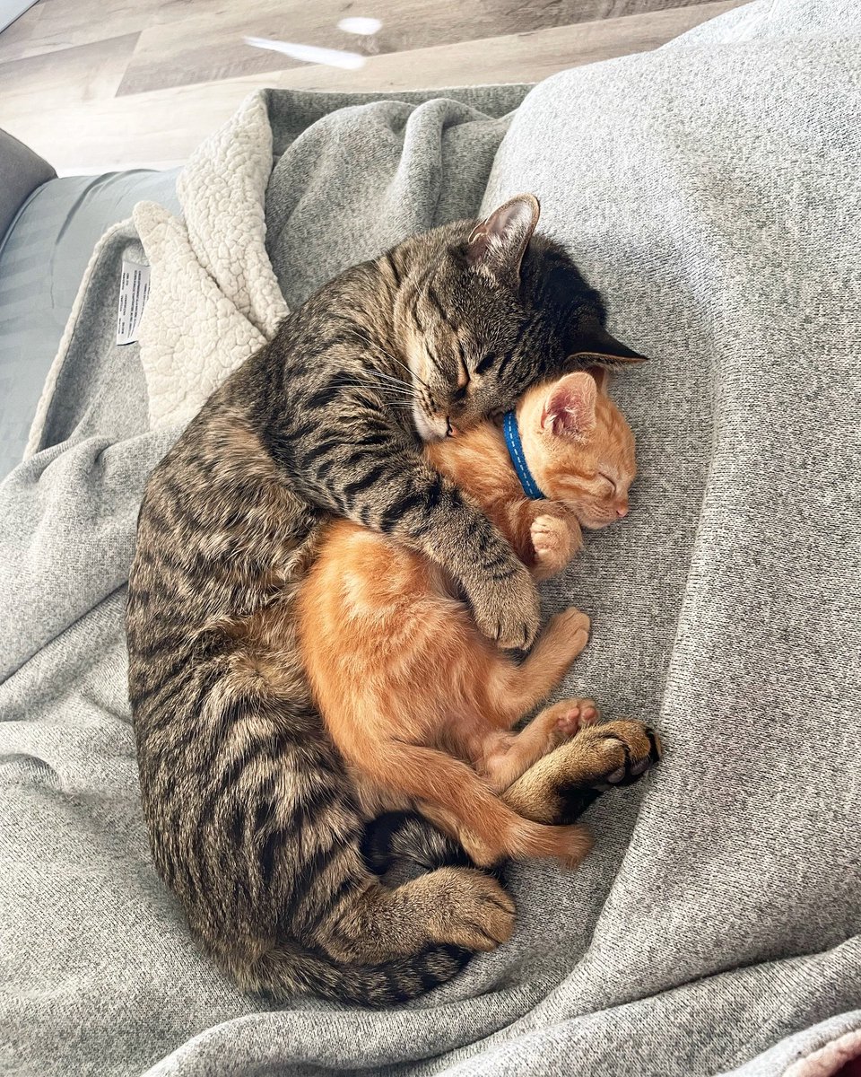 catsworldaura's tweet photo. https://t.co/rTqWsmEJ1N
