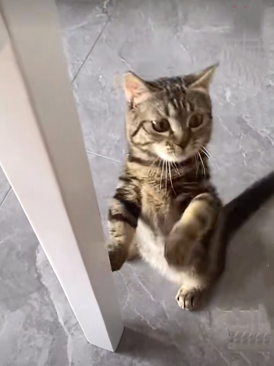 ShafNaz786's tweet photo. [Guess what My cat loves to nudge and meow when I prepare snacks!  #CuteMoments]， https://t.co/QImzr2AIbK