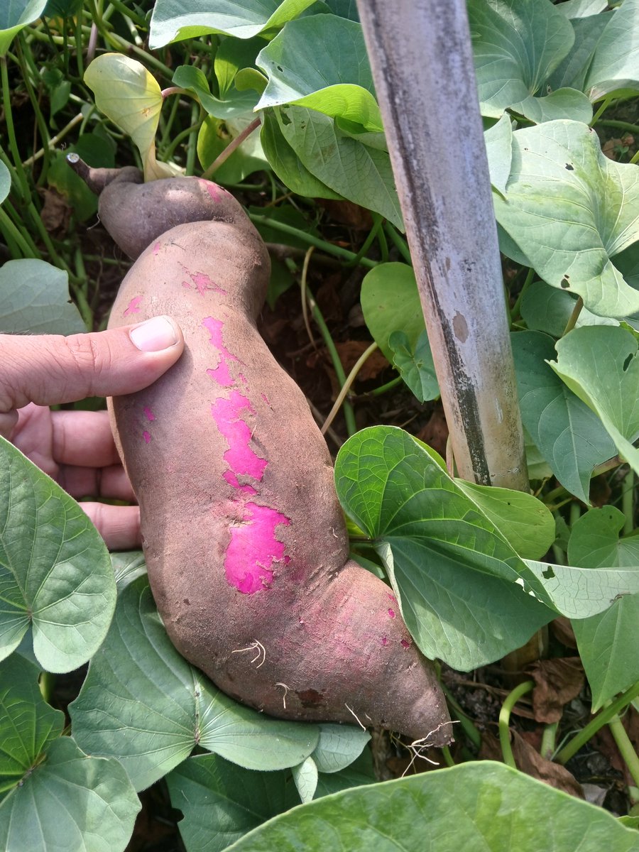 PulseNor's tweet photo. @FlowerdewBob @FlowerdewBob
 hi Bob, started harvesting sweet potatos, dry hot summer meant stems didnt root on ground and focused on tuber growth. First time growing this, following your gqt talks. Japanese variety with dense yellow flesh. https://t.co/bVOtOQlJhM