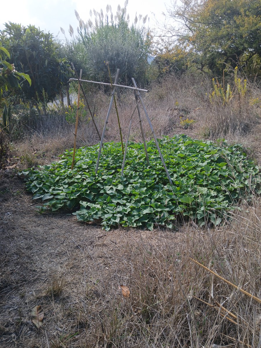 PulseNor's tweet photo. @FlowerdewBob @FlowerdewBob
 hi Bob, started harvesting sweet potatos, dry hot summer meant stems didnt root on ground and focused on tuber growth. First time growing this, following your gqt talks. Japanese variety with dense yellow flesh. https://t.co/bVOtOQlJhM