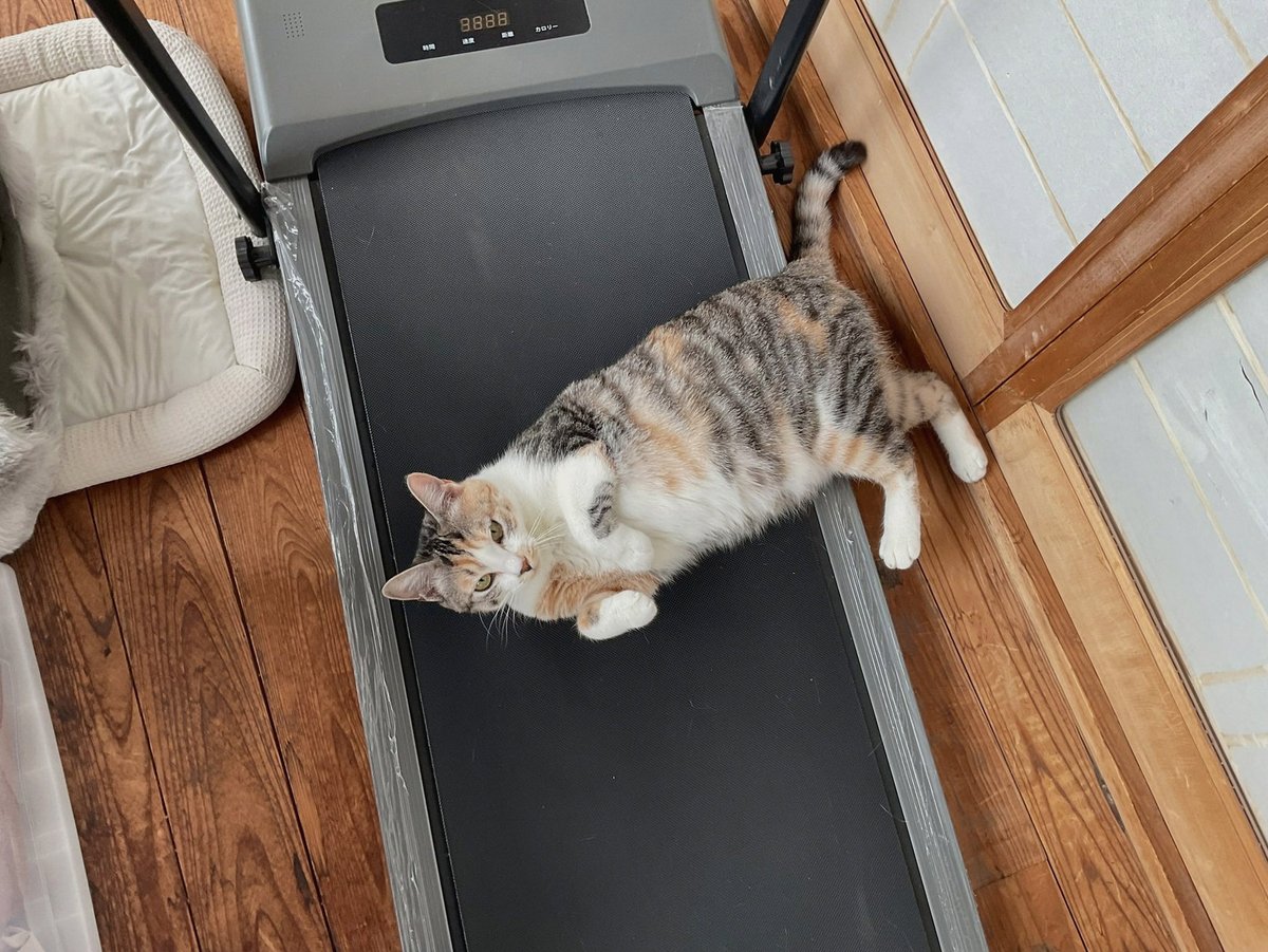 OxMalinBTC's tweet photo. あかん
猫と竜ってアニメを積んでたから一気見したんやけんど
ようはこれ、見送る側が主役の話やから途中からなんか涙腺が……
いや笑いの多い作品のはずなんやが……歳かなぁ……(´；ω；｀) https://t.co/sXMjwiIUxw