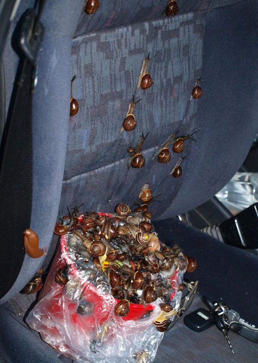 snail__kingdom's tweet photo. Don't leave your car with a bucket of snail not even in 10 minutes. https://t.co/7GoYMU5KBe
