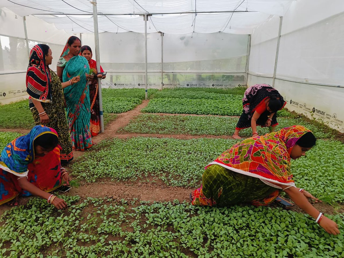 apc_program's tweet photo. Farmers of Jay Jagannath Producer Group, Kaptipada (Mayurbhanj), are growing quality saplings in their polyhouse nursery. Supported by the Directorate of Horticulture under the APC Programme and facilitated by Shakti Sikha Development Society, the group is nurturing 15 day old papaya and capsicum saplings and preparing knol khol seedlings, ensuring farmers get quality planting material on time.
@CMO_Odisha @SecyChief @IPR_Odisha @krushibibhag @Horticultureod1 @OLM_Antyoday @mission_shakti @DM_Mayurbhanj @saktisikha @PRADAN_India