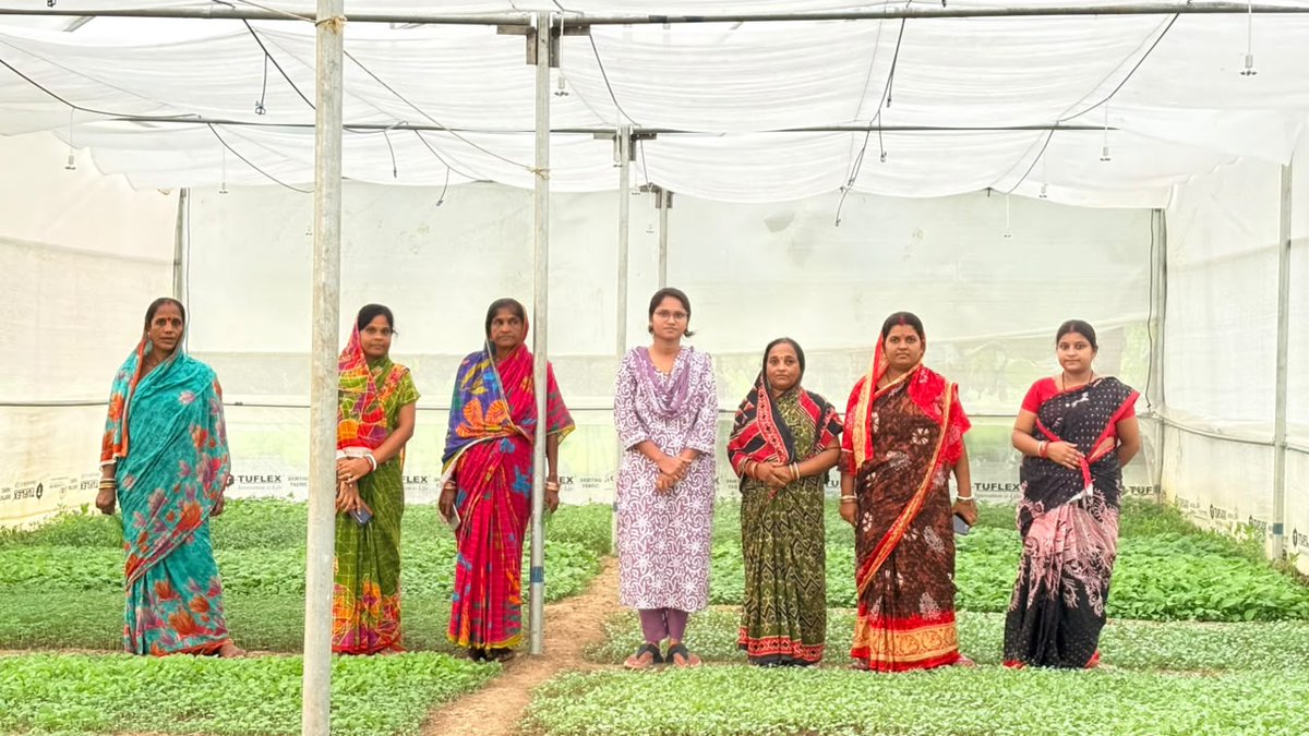 apc_program's tweet photo. Farmers of Jay Jagannath Producer Group, Kaptipada (Mayurbhanj), are growing quality saplings in their polyhouse nursery. Supported by the Directorate of Horticulture under the APC Programme and facilitated by Shakti Sikha Development Society, the group is nurturing 15 day old papaya and capsicum saplings and preparing knol khol seedlings, ensuring farmers get quality planting material on time.
@CMO_Odisha @SecyChief @IPR_Odisha @krushibibhag @Horticultureod1 @OLM_Antyoday @mission_shakti @DM_Mayurbhanj @saktisikha @PRADAN_India
