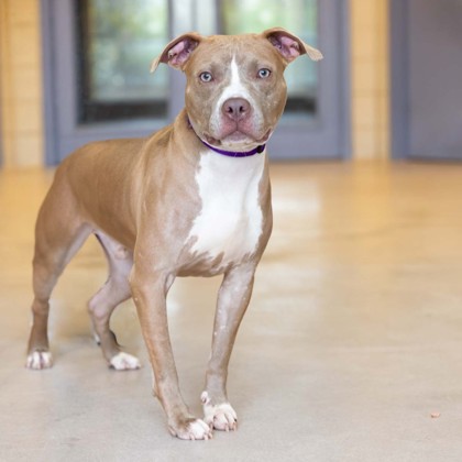 AlexCorradetti's tweet photo. 🐶GOOD MORNING! We're learning more about Junior in our Pet of the Week segment with @WiscHumane later during our 5 am hour on @CBS58. 

Don't miss it! #Adoptdontshop https://t.co/kNngCbm8Sb