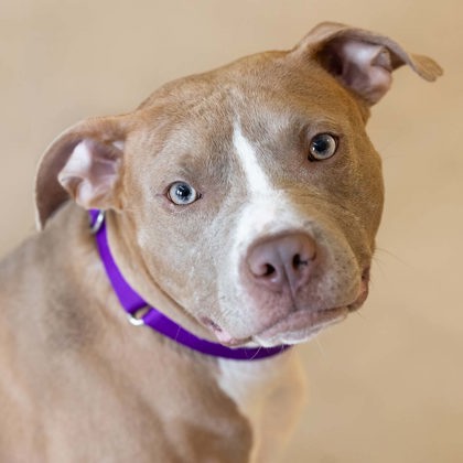AlexCorradetti's tweet photo. 🐶GOOD MORNING! We're learning more about Junior in our Pet of the Week segment with @WiscHumane later during our 5 am hour on @CBS58. 

Don't miss it! #Adoptdontshop https://t.co/kNngCbm8Sb