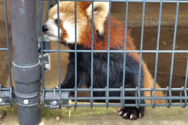 rodpanda21's tweet photo. テルさん🌻
市川市動植物園

#テル 
#lesserpanda #redpanda #レッドパンダ #小熊貓 #シセンレッサーパンダ #レッサーパンダ #ソラ  
#動物 #動物園 #zoo #animal #動物写真 #動物園写真 #animalphoto #zoophoto
#動物が好き #レッサーパンダが好き 
#市川市動植物園 

🍡 https://t.co/0rKKE2IuBh