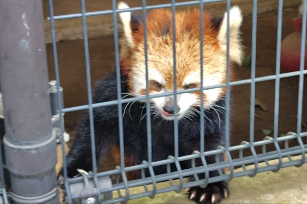 rodpanda21's tweet photo. テルさん🌻
市川市動植物園

#テル 
#lesserpanda #redpanda #レッドパンダ #小熊貓 #シセンレッサーパンダ #レッサーパンダ #ソラ  
#動物 #動物園 #zoo #animal #動物写真 #動物園写真 #animalphoto #zoophoto
#動物が好き #レッサーパンダが好き 
#市川市動植物園 

🍡 https://t.co/0rKKE2IuBh