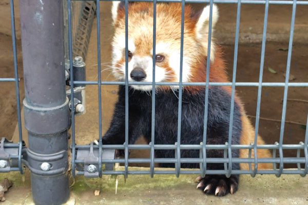 rodpanda21's tweet photo. テルさん🌻
市川市動植物園

#テル 
#lesserpanda #redpanda #レッドパンダ #小熊貓 #シセンレッサーパンダ #レッサーパンダ #ソラ  
#動物 #動物園 #zoo #animal #動物写真 #動物園写真 #animalphoto #zoophoto
#動物が好き #レッサーパンダが好き 
#市川市動植物園 

🍡 https://t.co/0rKKE2IuBh