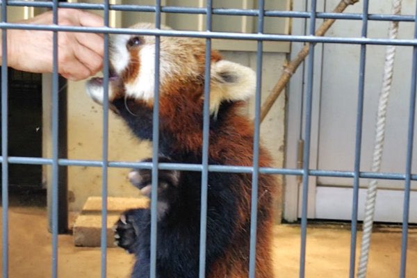 rodpanda21's tweet photo. テルさん🌻
市川市動植物園

#テル 
#lesserpanda #redpanda #レッドパンダ #小熊貓 #シセンレッサーパンダ #レッサーパンダ #ソラ  
#動物 #動物園 #zoo #animal #動物写真 #動物園写真 #animalphoto #zoophoto
#動物が好き #レッサーパンダが好き 
#市川市動植物園 

🍡 https://t.co/NiZ4RwT5cP