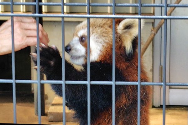 rodpanda21's tweet photo. テルさん🌻
市川市動植物園

#テル 
#lesserpanda #redpanda #レッドパンダ #小熊貓 #シセンレッサーパンダ #レッサーパンダ #ソラ  
#動物 #動物園 #zoo #animal #動物写真 #動物園写真 #animalphoto #zoophoto
#動物が好き #レッサーパンダが好き 
#市川市動植物園 

🍡 https://t.co/NiZ4RwT5cP
