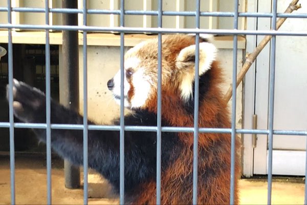 rodpanda21's tweet photo. テルさん🌻
市川市動植物園

#テル 
#lesserpanda #redpanda #レッドパンダ #小熊貓 #シセンレッサーパンダ #レッサーパンダ #ソラ  
#動物 #動物園 #zoo #animal #動物写真 #動物園写真 #animalphoto #zoophoto
#動物が好き #レッサーパンダが好き 
#市川市動植物園 

🍡 https://t.co/NiZ4RwT5cP