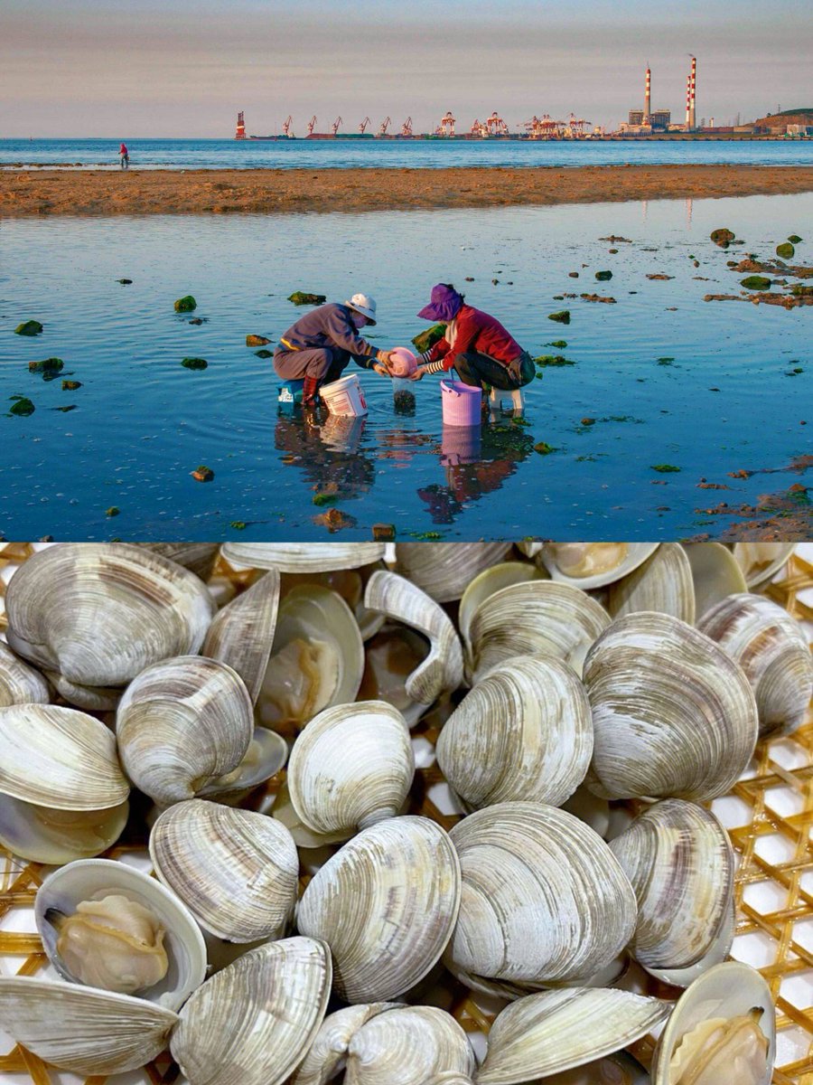 AlainaPennjxjp's tweet photo. [En el rincón de la playa, la concha de caracol (角) reposa, el aroma oceánico (澳) llena el aire, el pescador recoge (收) la captura fresca, y la luna de ensueo (慕) cuida este instante. Un paraíso pequeo pero precioso!]， https://t.co/mqPCeb5G5s