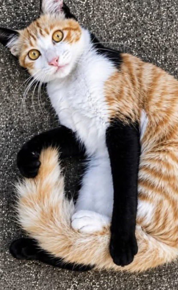 lunecrumbss's tweet photo. pretty cat wearing black gloves https://t.co/SqXw2M5fBo