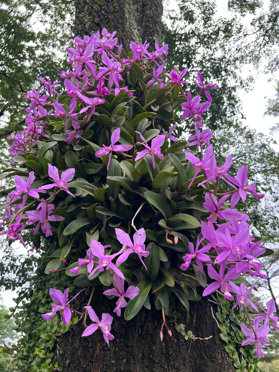 SeSe202020's tweet photo. orquídeas y tulipán de la india https://t.co/jClqp1YF2q