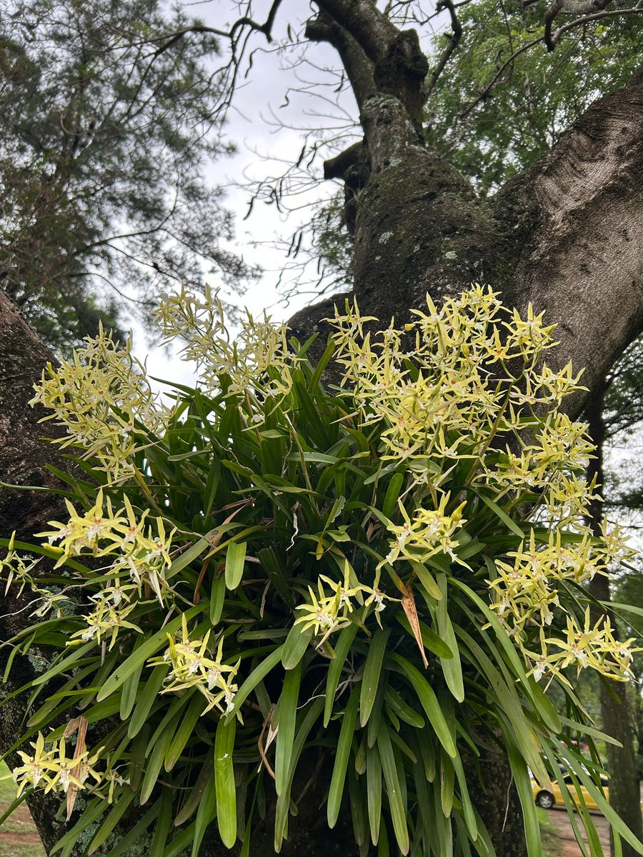 SeSe202020's tweet photo. orquídeas y tulipán de la india https://t.co/jClqp1YF2q