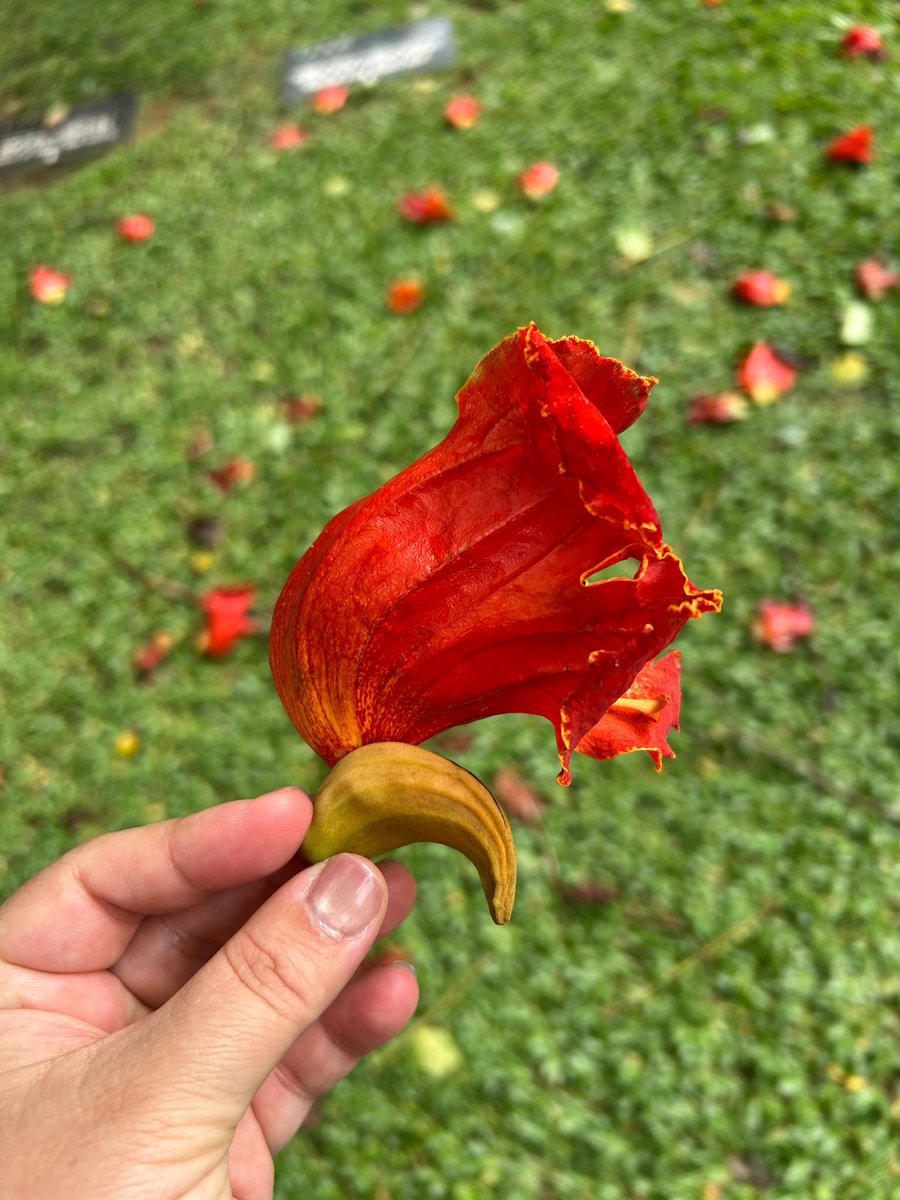 SeSe202020's tweet photo. orquídeas y tulipán de la india https://t.co/jClqp1YF2q