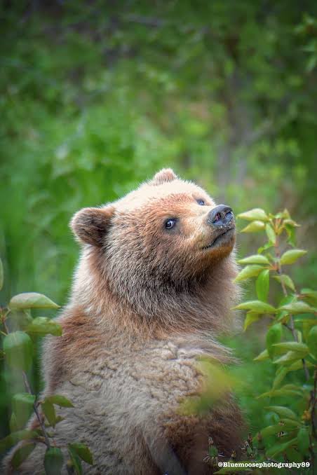 bearlyable2's tweet photo. Feeling cute today…… https://t.co/EO6yducHDT