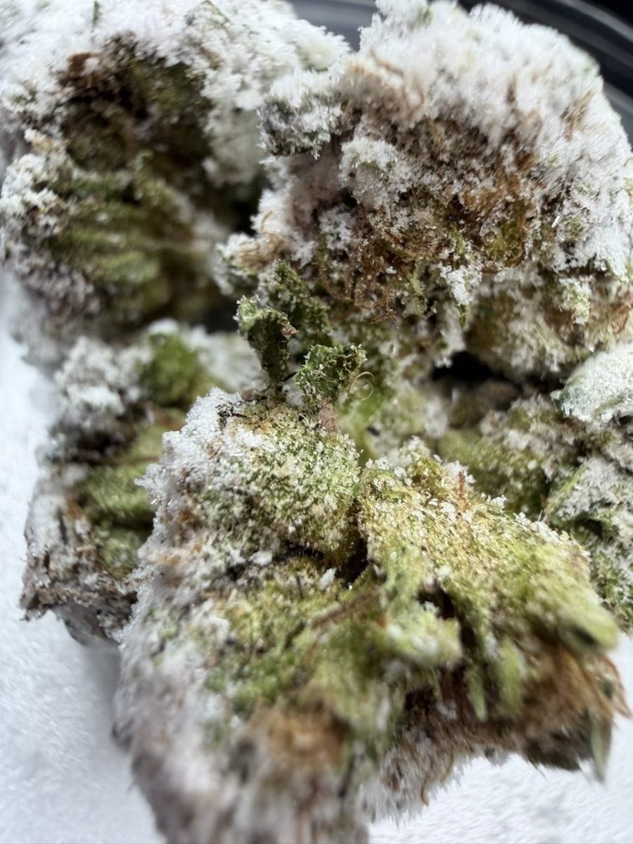 Sticky__fields tweet picture