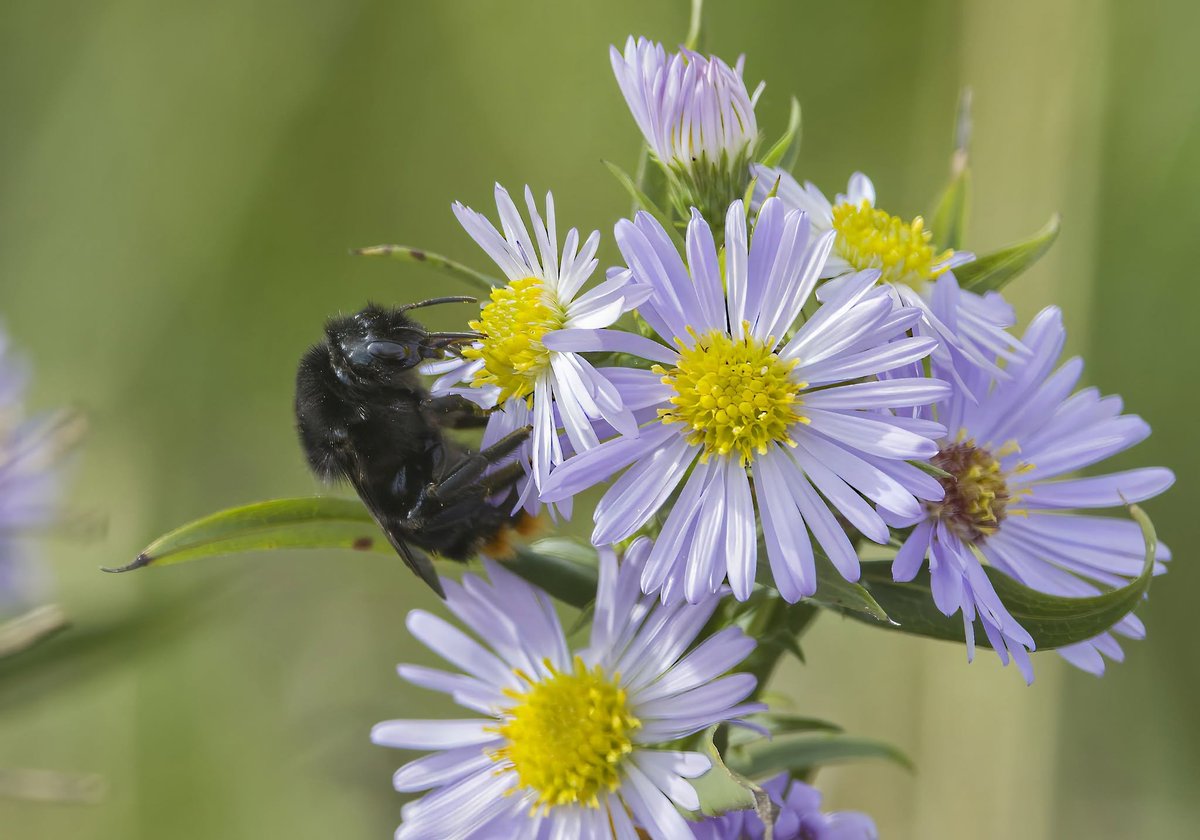 TheHolyHabibee's tweet photo. If you spot a bumble bee that's large, with a fiery red tail and very dark wings, it's probably a cuckoo, Bombus rupestris. A common feature to the cuckoo Bombus are darker-tinted wings relative to your typical bumble bee. 

This one is a female, feeding on nectar to stock up on energy in preparation for her winter diapause ("hibernation"). In increasing her fat reserves she improves the chances of having more energy next spring to better overcome/overtake the nests of her host species, B. lapidarius, the red-tailed bumble bee.

This was bee of the day #346

📷Michael Bird, Orgreave