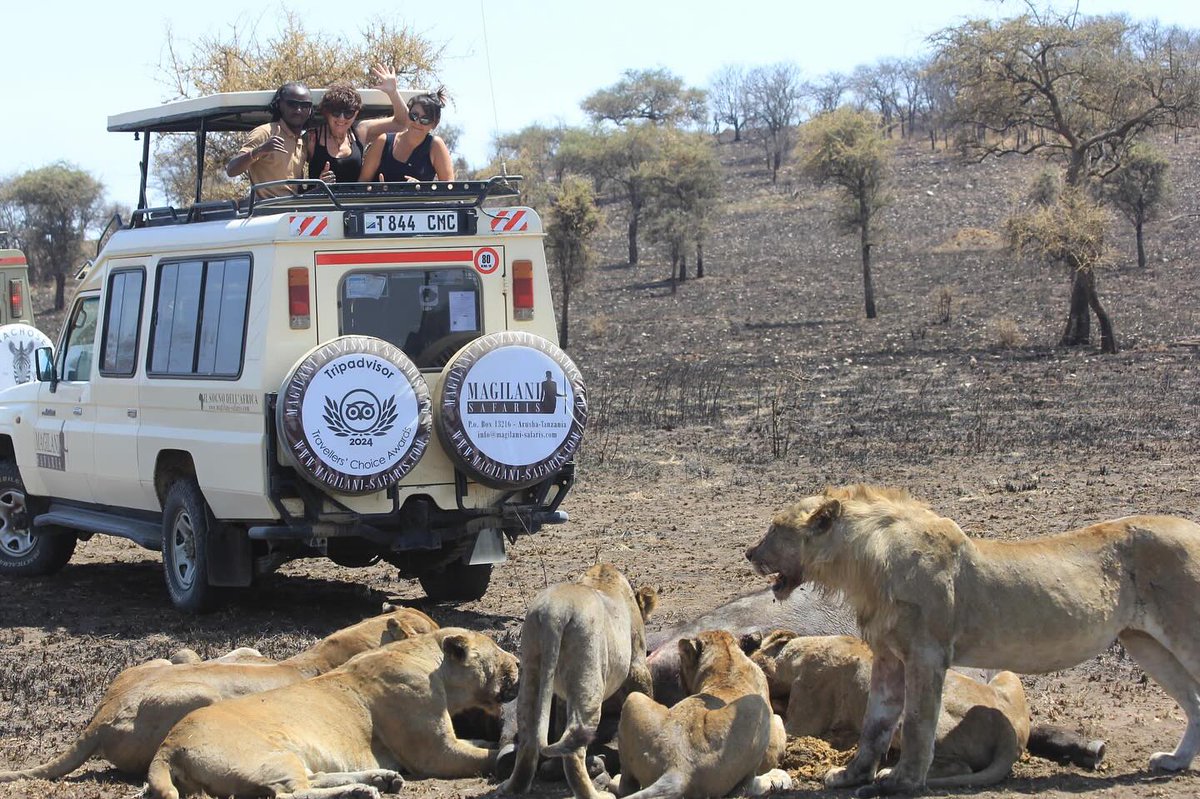 celeste_19's tweet photo. A powerful moment from our Serengeti adventure with Magilani Safaris: a lion takes down a buffalo in the wild. Witnessing nature’s raw beauty and power up close is unforgettable. https://t.co/GLgbVKiaB5