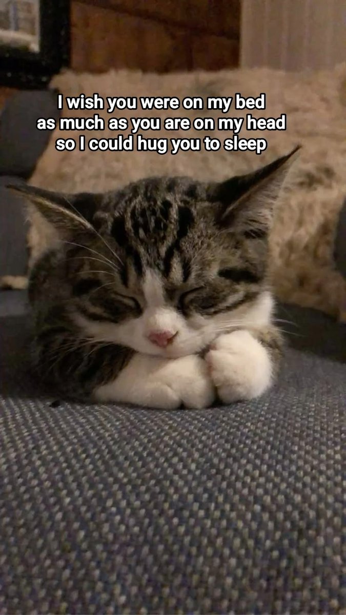Meowversetwt's tweet photo. https://t.co/LyrpxrnERz