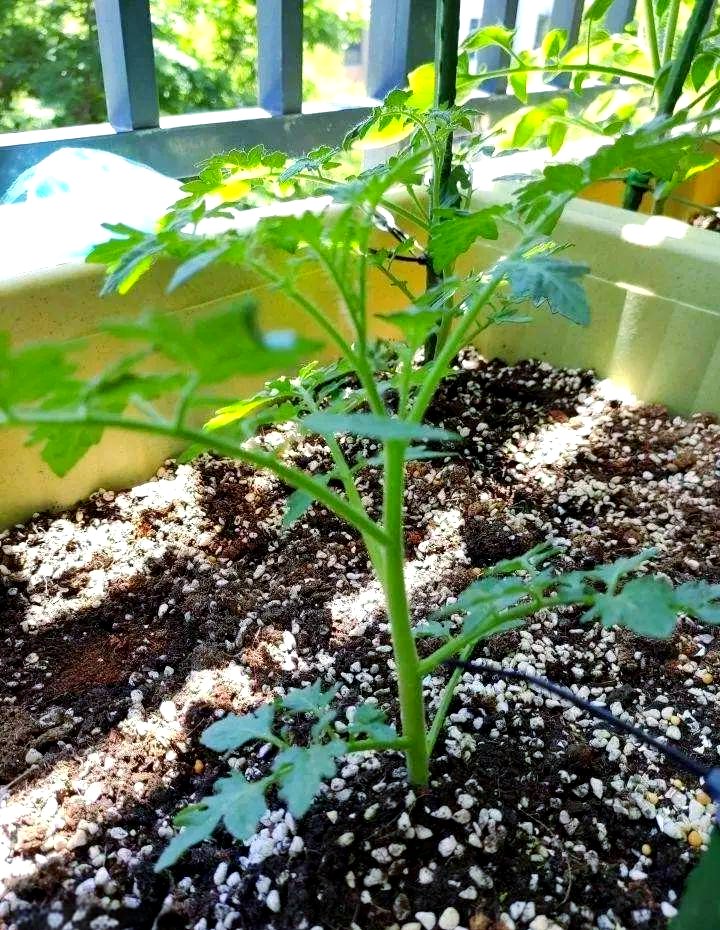 AngelinaAtgv's tweet photo. [Nuestra hermosa plántula de tomate ligeramente perfumado (tomate cherry, con un toque de dulzura y aroma inigualable) crece sana en nuestra huerta hoy ] https://t.co/In25EFWVOz
