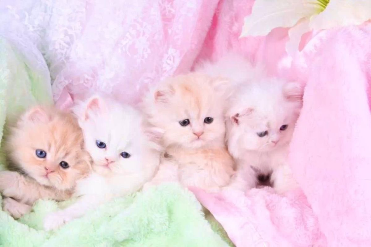 kittiefrill's tweet photo. https://t.co/aRd1EvOBrC
