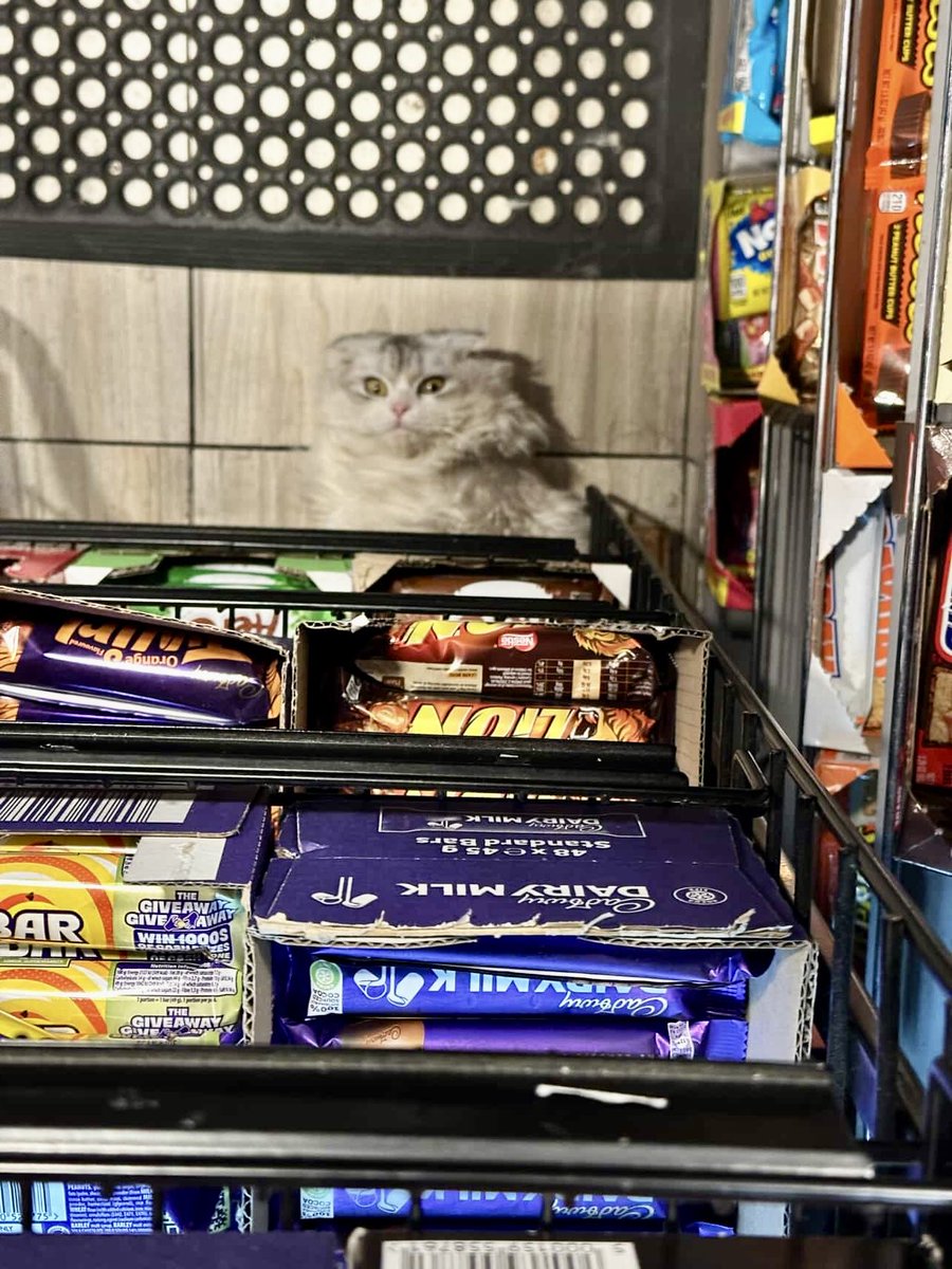 Bodegacats_'s tweet photo. https://t.co/CtynK7dRys