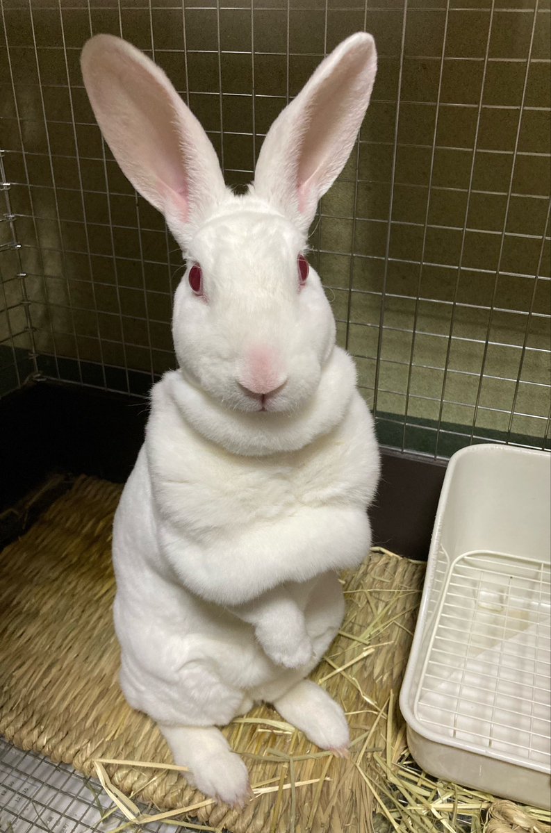 flemyrabbit's tweet photo. 今にも二足歩行して喋りそうな雰囲気ある… https://t.co/FKDAVeaYZ9