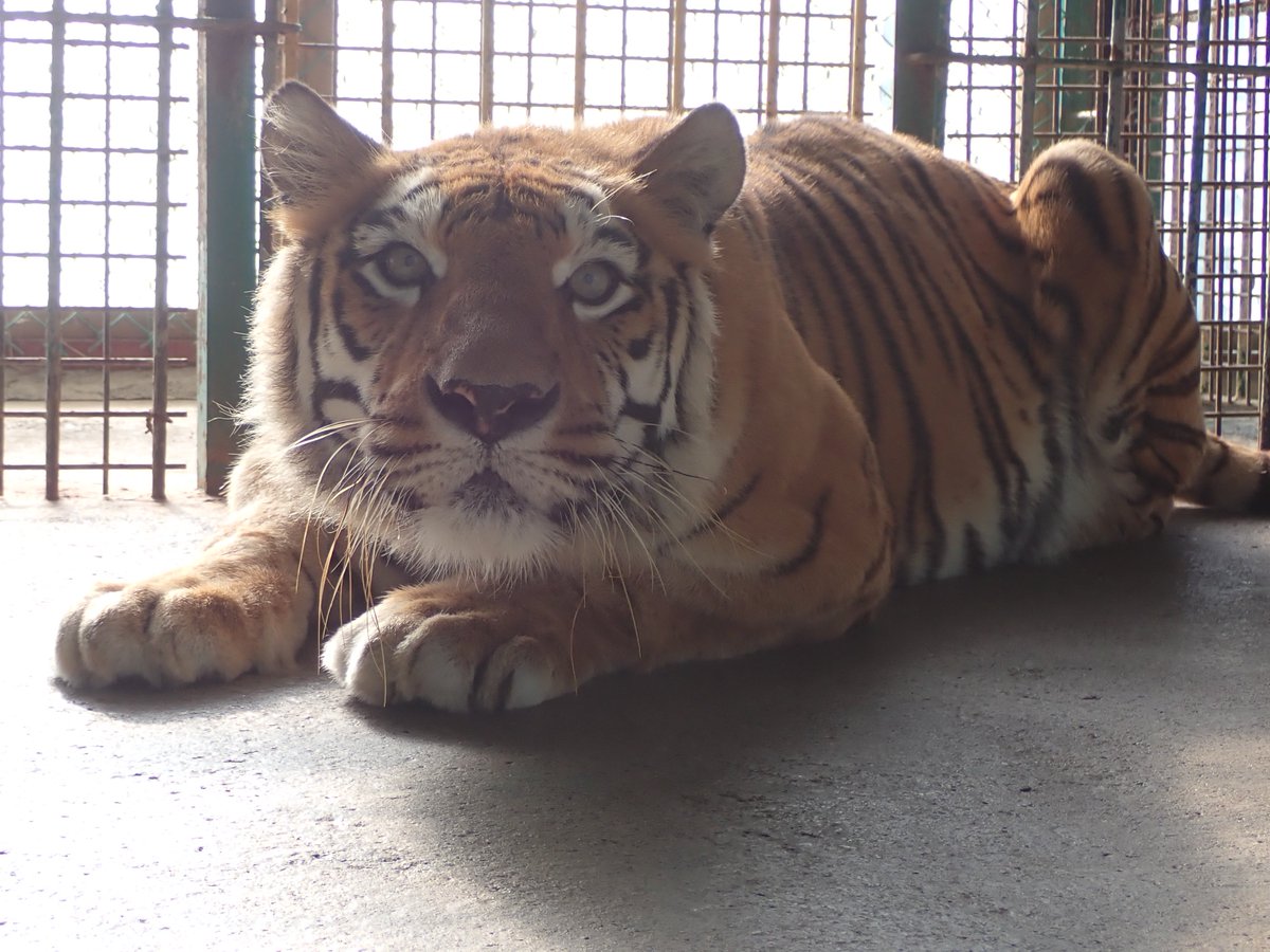 iwatesafari's tweet photo. おはようございます!!

本日と明日(10/7、10/8)の休園日を
ベンガルトラがお知らせします。

#岩手サファリパーク #iwatesafaripark #休園日の一枚 #休園日 #お知らせ #担当 #ベンガルトラ #BengalTiger #本日の代表 #アイちゃん #朝の挨拶 #準備万端 #遊ぶ?#遊ぼうか?#クリームパン #わんぱく娘 https://t.co/lIt6f2sdp2