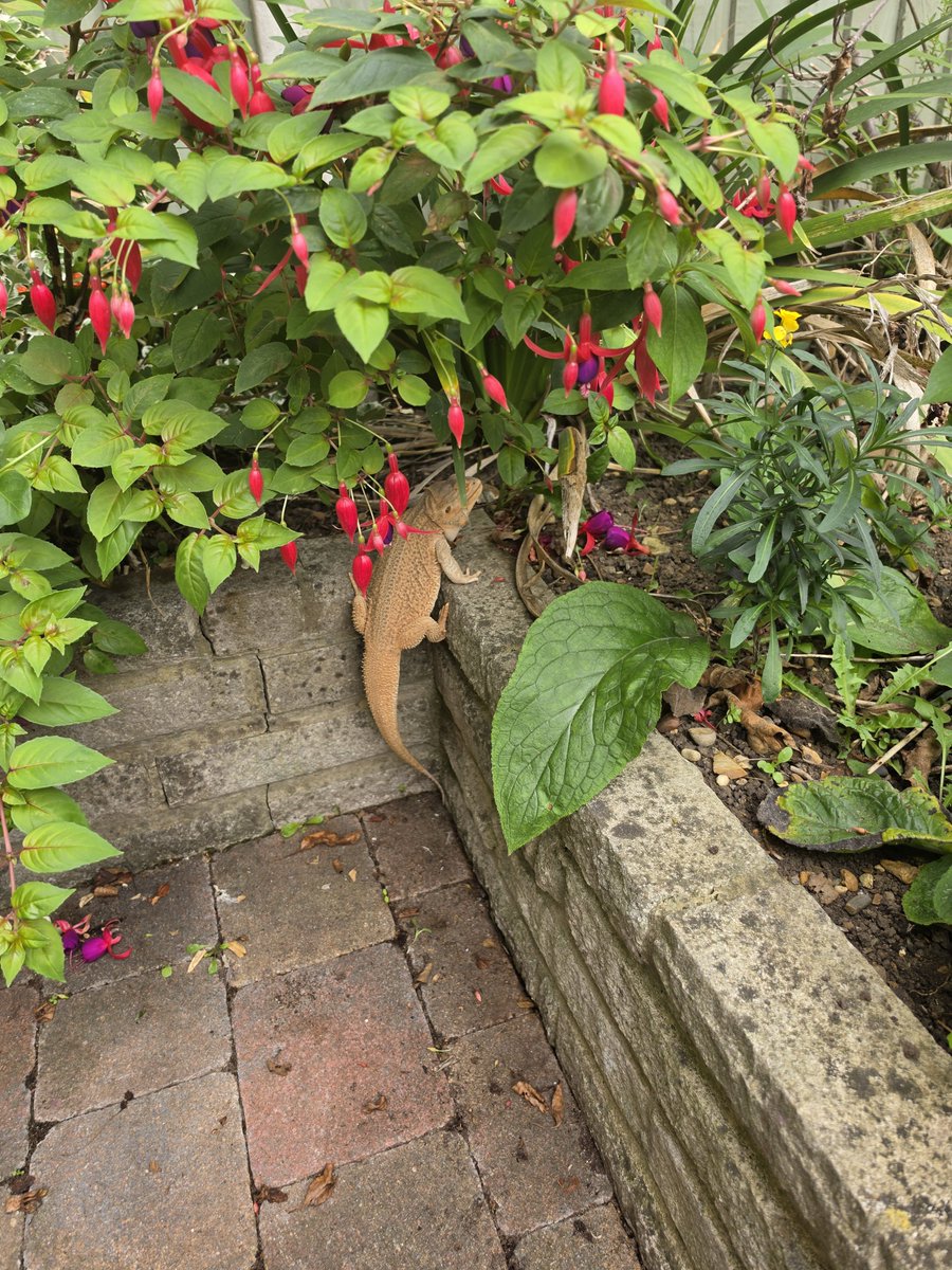 JoelFunkyman's tweet photo. Getting some excellent #lizard content today https://t.co/cpFsLDjaR3