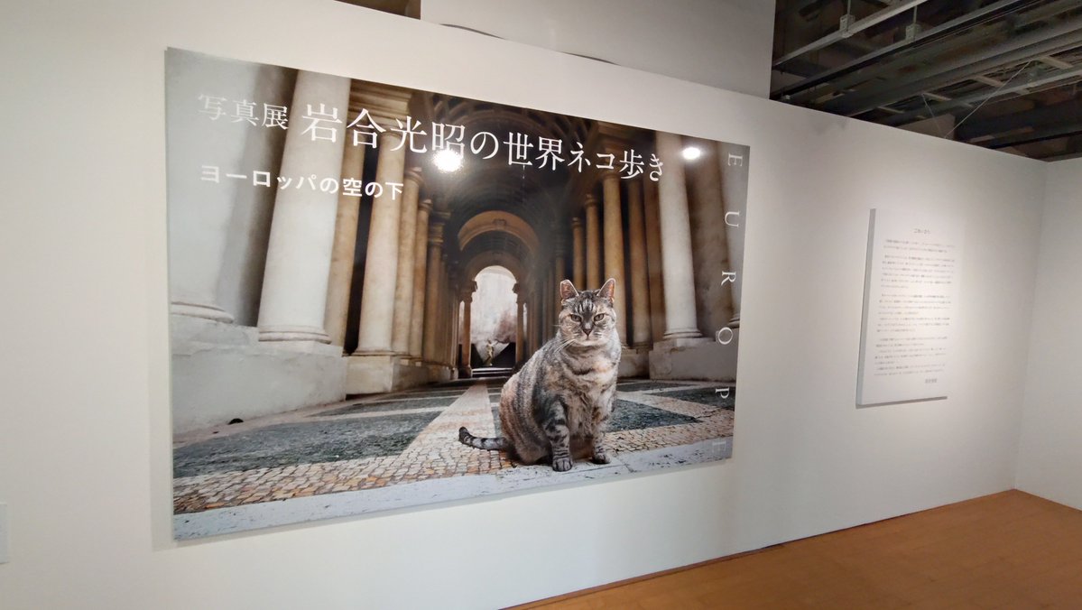 justiceken5_2's tweet photo. ニャー。 https://t.co/PMkKxGXXY4