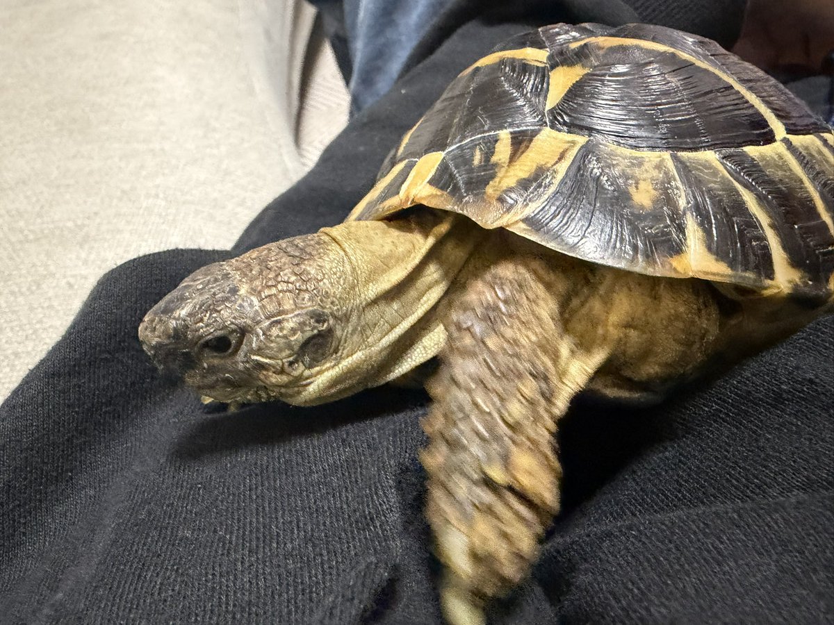 ktdn_2's tweet photo. ヒトの体、ロッククライミングしてる🐢 https://t.co/re36Ts96ia