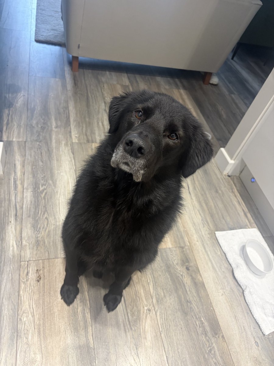 H2RScotland's tweet photo. We're assisting the family of CJ to help him find a new home after his owner sadly passed away.
CJ is a 6.5 year old Lab cross Husky, he is very friendly, although slightly confused at the moment as he is missing his female owner.
CJ is house trained and walks well on the lead. He is neutered and registered with a vets.
We don't have a lot of information sadly.
He is eating dry food.
CJ is a calm dog. He hasn't lived with other animals,
When he has been out and about for walks he hasn't had any issues with other pets or children.
As we don't know how he is with young kids, we'd suggest a home with older kids of a teenage age instead.
To offer CJ a new home please email info@help2rehome.com
