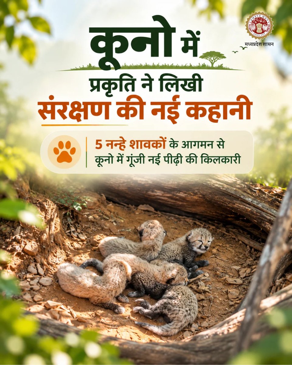environment_mp's tweet photo. कूनो में फिर गूंजी जंगल की नई किलकारी।
KJP-21 के 5 नन��हे शावकों के जन्म के साथ भारत की चीता संरक्षण यात्रा ने एक और खूबसूरत पड़ाव पार किया।
#ProjectCheetah #Cheetah #WildlifeConservation https://t.co/c7GKax7sJh