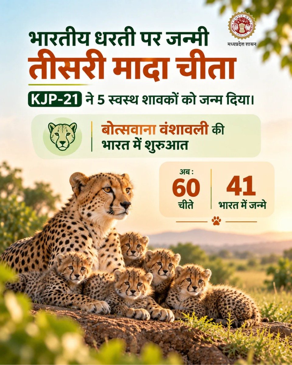environment_mp's tweet photo. कूनो में फिर गूंजी जंगल की नई किलकारी।
KJP-21 के 5 नन��हे शावकों के जन्म के साथ भारत की चीता संरक्षण यात्रा ने एक और खूबसूरत पड़ाव पार किया।
#ProjectCheetah #Cheetah #WildlifeConservation https://t.co/c7GKax7sJh