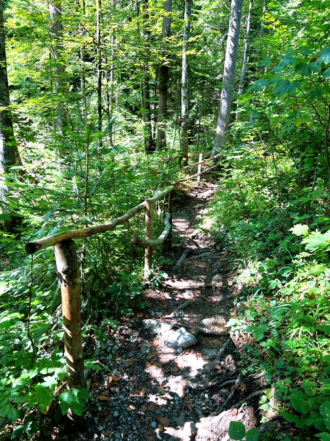 Greenisamissio1's tweet photo. To put it in the words of Erich Kästner:

When you stand all alone in the forest, it's hard to understand why you go to offices and cinemas. And suddenly you don't want all that any more.  Have a blessed rest of the day.❤️💙💚☘️🌿🌱🌳🌲🍀💚 https://t.co/QfY9l2c9rH
