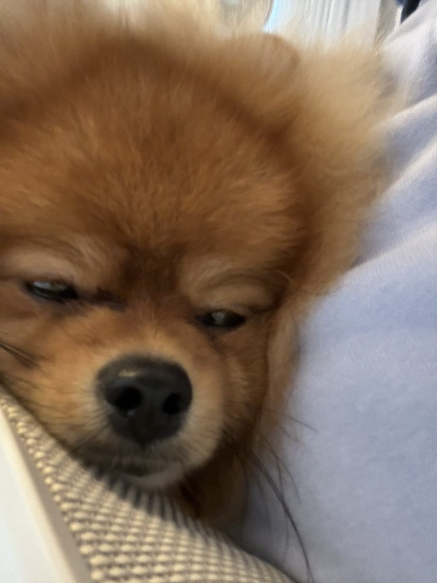 dosukoimarupome's tweet photo. 眉毛かわいいね！！！

#ポメラニアン https://t.co/EK5AYs9QS6