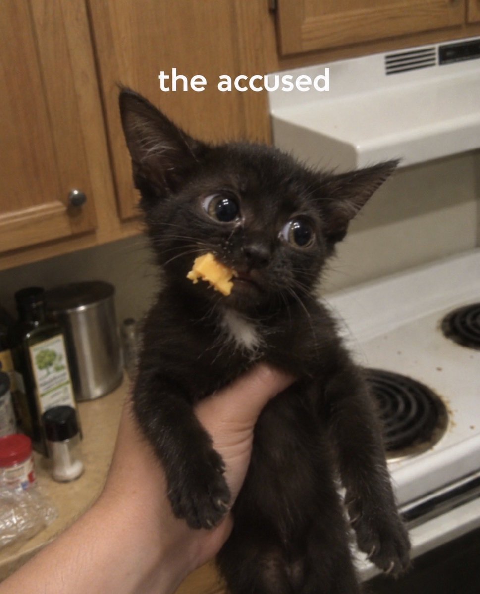 animalsbabyy's tweet photo. https://t.co/WYffOEpqIa
