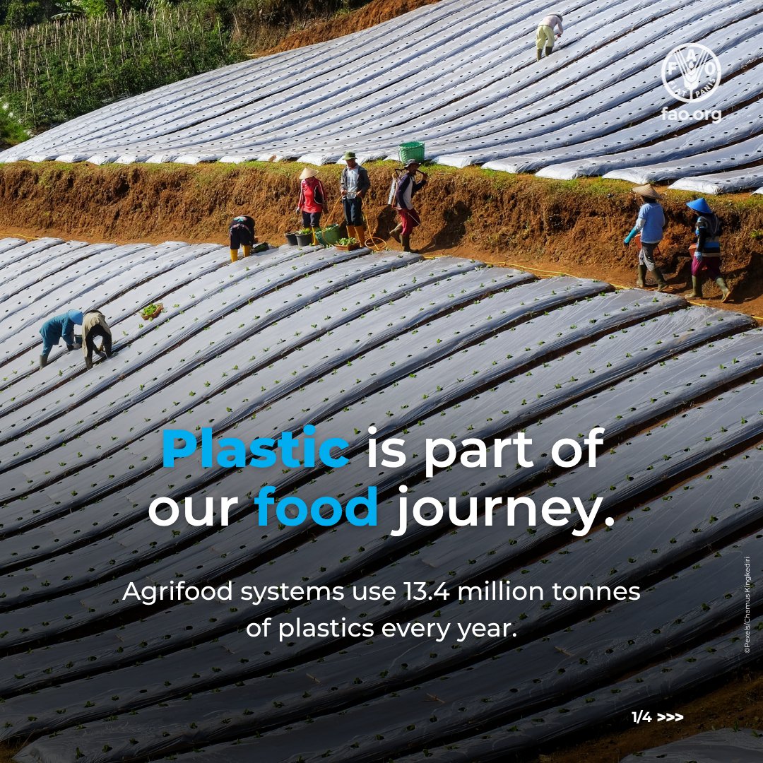 FAO's tweet photo. Plastics help us grow and deliver food, but their impacts go beyond the farm gate.

Soils, ecosystems, animals and people are connected through #OneHealth.

👇 Explore how plastic pollution affects these connections.

📕 https://t.co/1oN0GYIXYa https://t.co/3h2cRzhsro