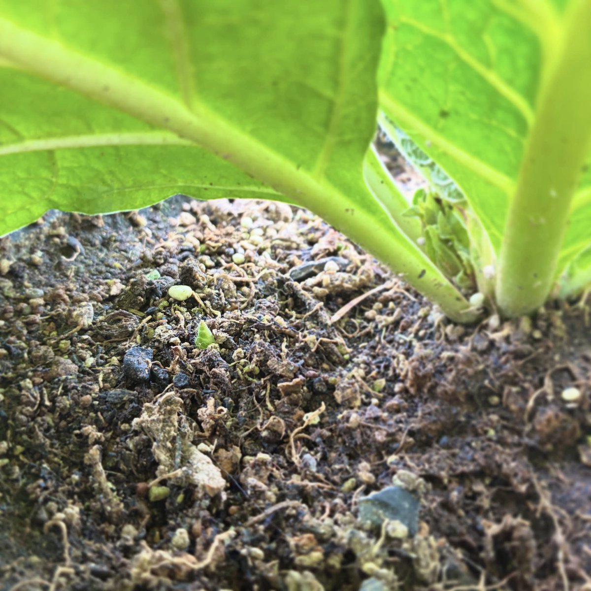 matuda_morikazu's tweet photo. マンドラゴラ、脇芽が生えてきた。今回は脇芽は摘まずに好きにさせる方針で。にしても想像してたよりすごく脇から生えてきたな。
#mandragora #mandrake #マンドラゴラ #マンドレイク https://t.co/gg8VLRok7Q